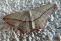 Timandra comae