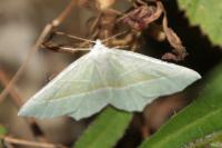 Campaea margaritaria