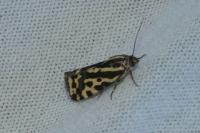 Emmelia trabealis