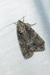 Acronicta rumicis