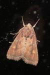 Lacanobia oleracea