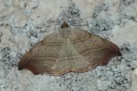 Laspeyria flexula