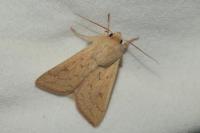 Mythimna vitellina