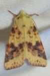 Cirrhia icteritia