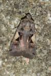 Xestia c-nigrum