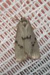 Apaidia mesogona