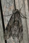 Agrius convolvuli