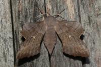 Laothoe populi