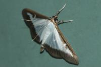 Cydalima perspectalis