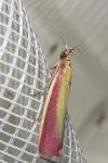 Oncocera semirubella