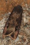 Agrotis ipsilon