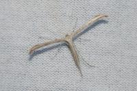 Emmelina monodactyla