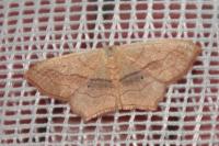 Scopula imitaria