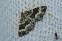 Epirrhoe alternata