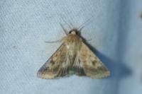 Helicoverpa armigera