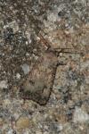 Agrotis segetum