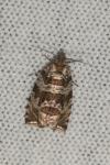 Celypha rivulana
