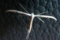Emmelina monodactyla