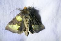 Diachrysia chrysitis