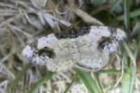 Ligdia adustata