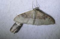 Idaea degeneraria