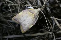 Carcina quercana