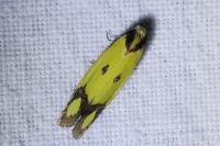 Agapeta zoegana