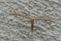 Emmelina monodactyla