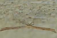 Emmelina monodactyla