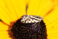 Emmelia trabealis