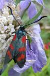 Zygaena filipendulae