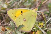 Colias crocea