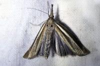 Agriphila tristella