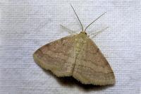Scopula rubiginata