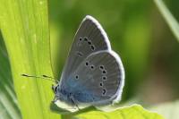 Cyaniris semiargus