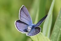 Cyaniris semiargus