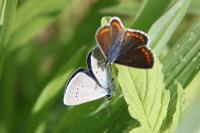 Cyaniris semiargus