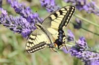 Papilio machaon