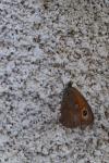 Pyronia tithonus