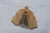 Pandemis cerasana