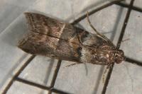 Acrobasis consociella