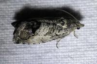 Cydia splendana