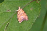 Acleris bergmanniana