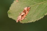 Zeiraphera isertana