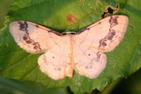 Idaea trigeminata