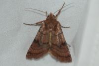 Xestia sexstrigata