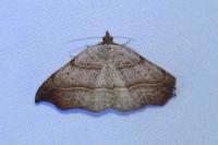 Laspeyria flexula