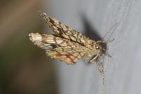 Chiasmia clathrata