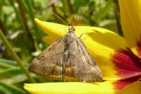 Pyrausta despicata