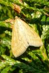 Sitochroa verticalis